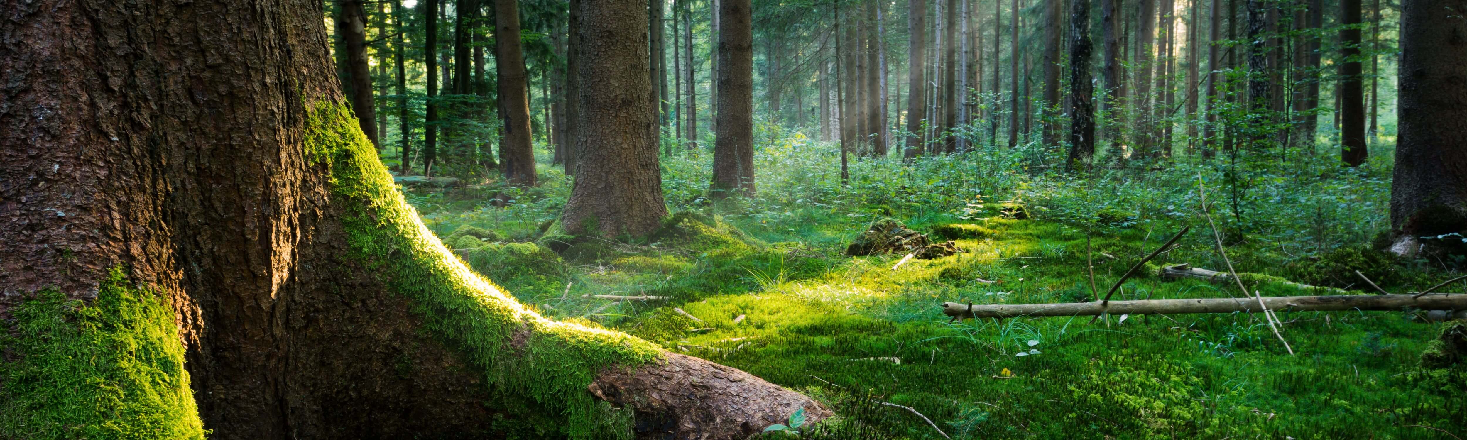 Serene forest landscape with lush green trees and soft sunlight, capturing the beauty of organic and natural surroundings.